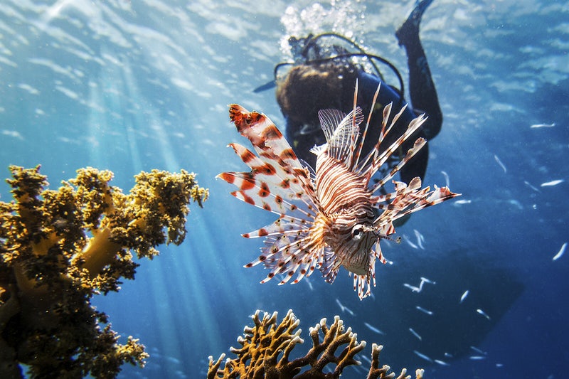 Dive Resorts Tailored for Families