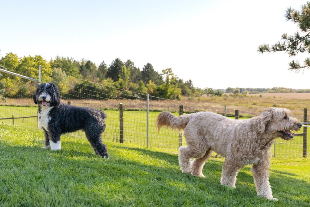 Finding a Dog Boarding Facility for Your Oversized Dog